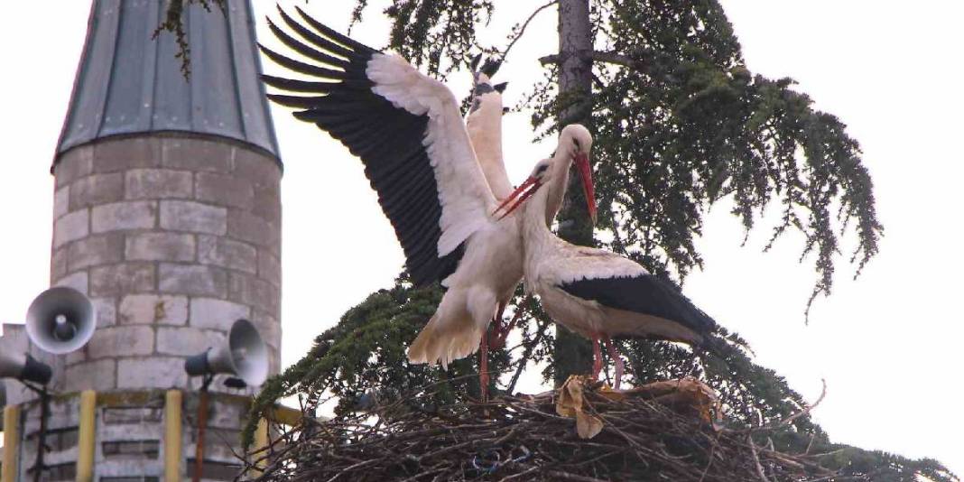 Bu köy leyleklerin yuvası oldu: Taş atmak ve ürkütmek tamamen yasak 1